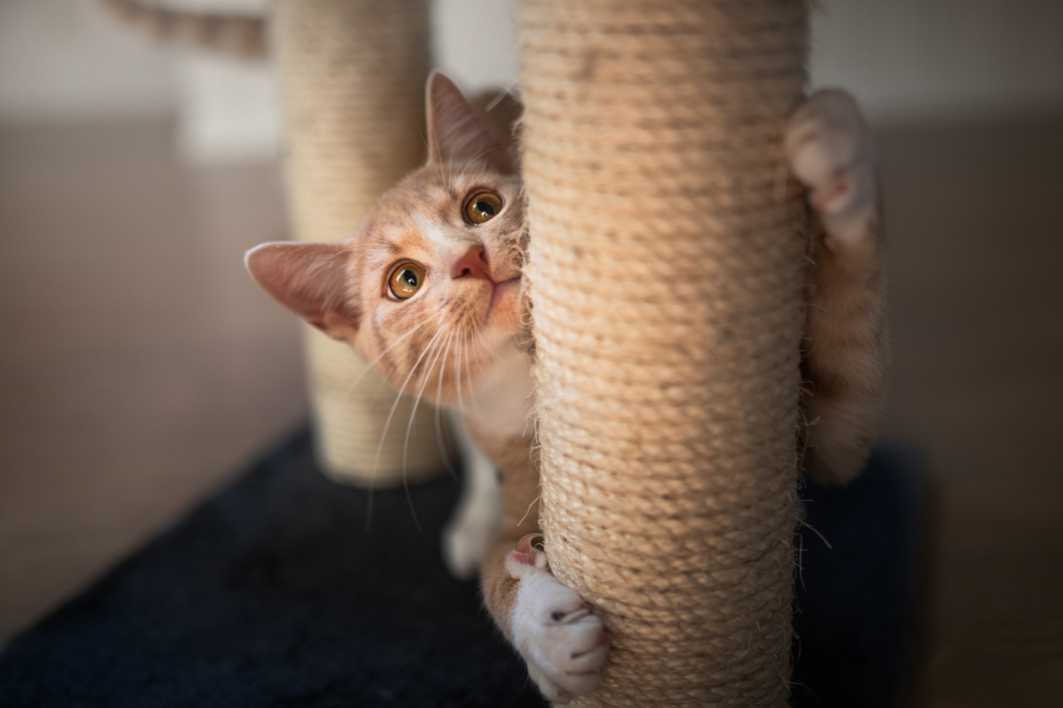 How to stop cat scratching at bedroom outlet door